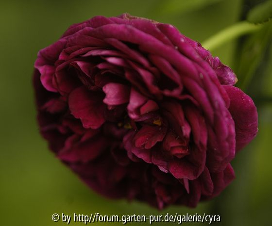 Violette-Boyer-8006
