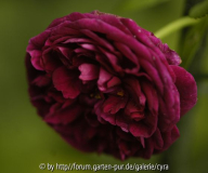Violette-Boyer-8006