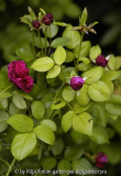 Violette-Boyer-7998