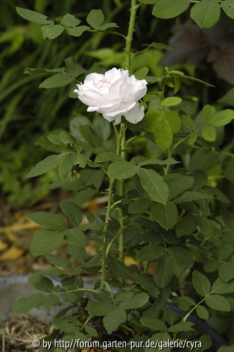 Princess-of-Wales-7612