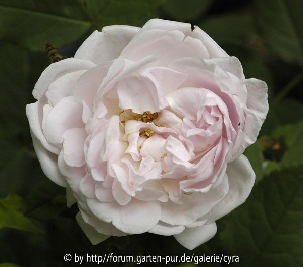 Princesse of Wales-7607