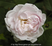 Princesse of Wales-7607
