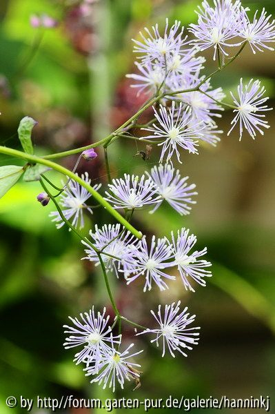 Thalictrum javanicum 1