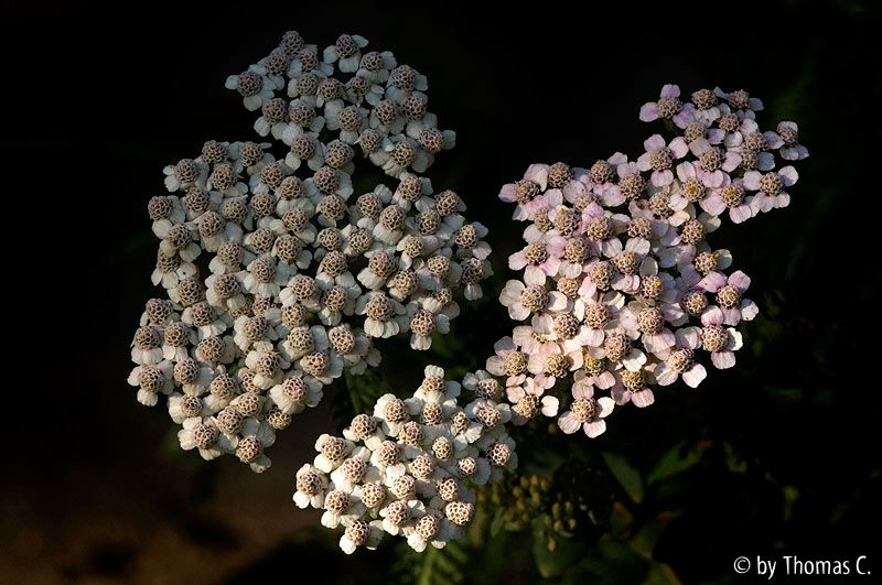 Im Abendlicht