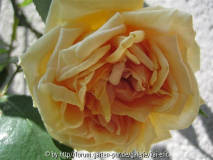 mme jules gravereaux mai2008