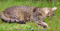 Tigerle müüüde
