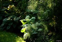 [galerie pid=34932]