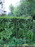 sasanqua 'Paradies Betty Lynn' und Sämling