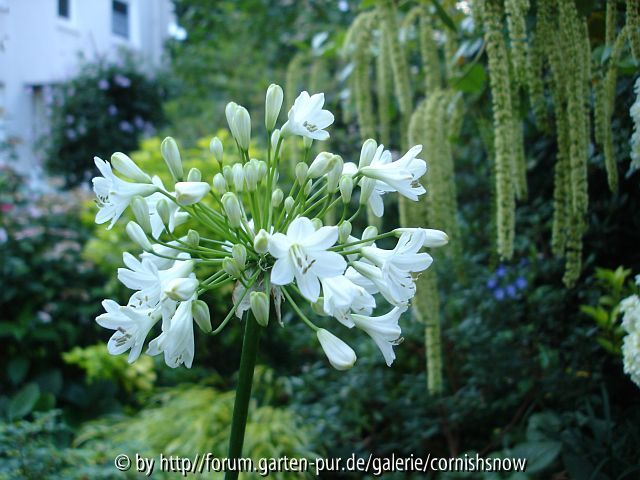 Agapanthus - laubabwerfend - weiß