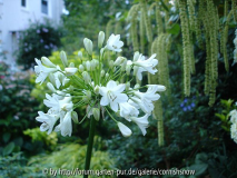 Agapanthus - laubabwerfend - weiß