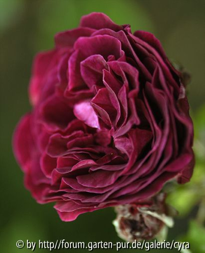 Alfred-Colomb-6595