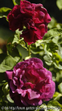 Rose-du-Roi-a-Fl-pourpres-6