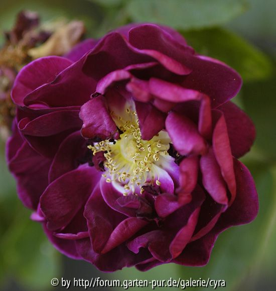 Rose-de-Roi-6437.