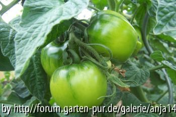 Bola - Grüne Frucht