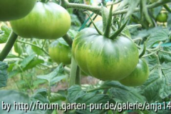 Wassermelone - Grüne Frucht