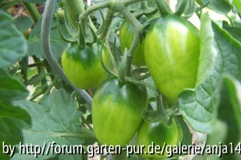 Schwarze Mohren - Grüne Frucht