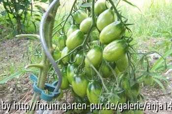 TschioTschioSan - Grüne Frucht