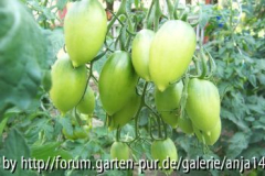 Tschuchloma - Grüne Frucht