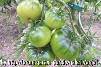Schwarzer Prinz - Grüne Frucht