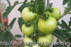 Canario - Grüne Frucht