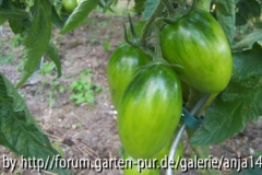 Füchslein - Grüne Frucht
