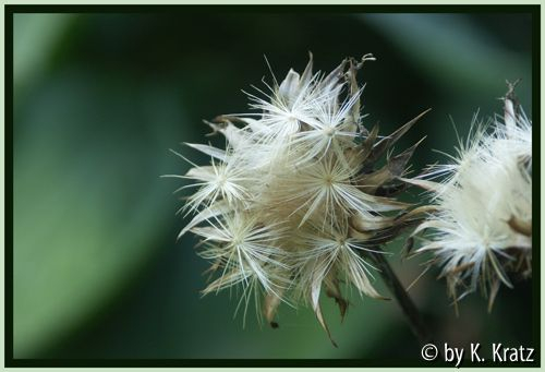 Mariendistel