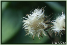 Mariendistel