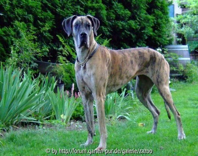 Gartendogge