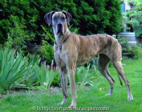 Gartendogge