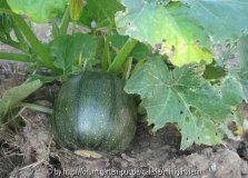Zucchini oder Kürbis?