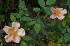 neue Mutabilis