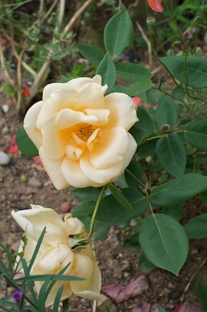 Cl. Lady Hillingdon 1