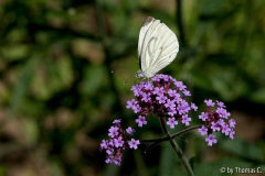 Sommerwiese 08
