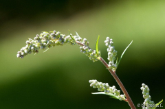 Sommerwiese 07