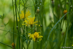 Sommerwiese 06