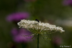Sommerwiese 05