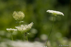 Sommerwiese 04