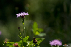 Sommerwiese 03