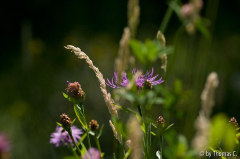 Sommerwiese 02