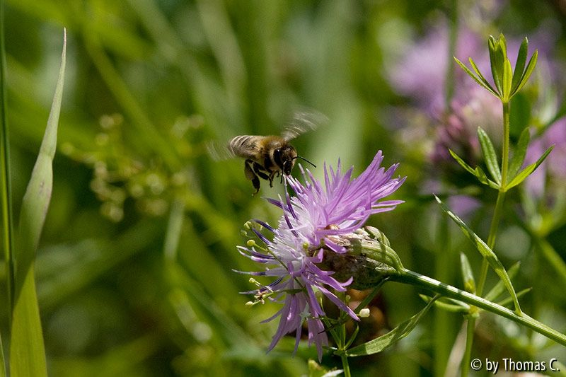 Sommerwiese 01