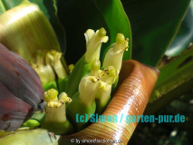 Bananenblüte 2008