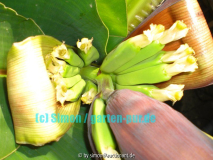 Bananenblüte 2008