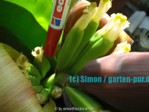 Bananenblüte 2008