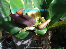 Bananenblüte 2008