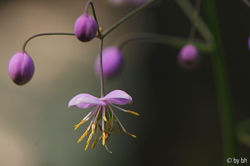 Thalictrum Mobile
