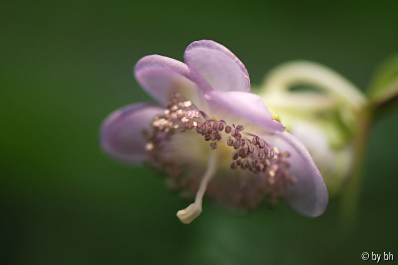 Deinanthe caerulea