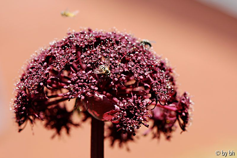 Angelica gigas Jul 2808