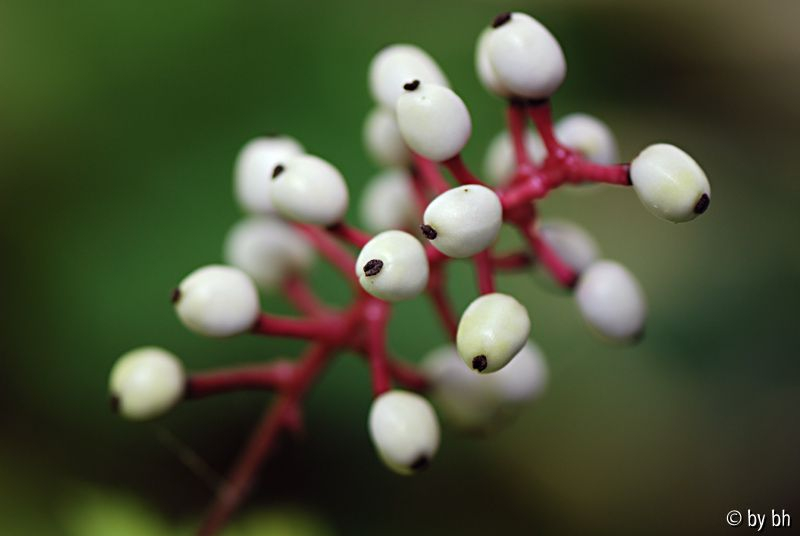 Actaea pachypoda