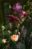 BuffBeauty_Clematis.jpg