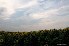 Sonnenblumen 02
